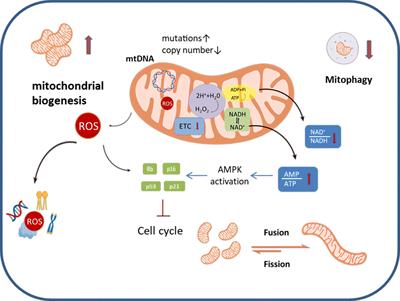 Targeting mitochondria for ovarian aging: new insights into mechanisms and therapeutic potential
